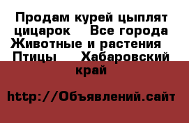 Продам курей цыплят,цицарок. - Все города Животные и растения » Птицы   . Хабаровский край